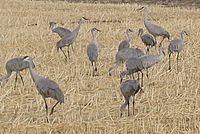Bosque-cranes