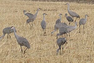 Bosque-cranes