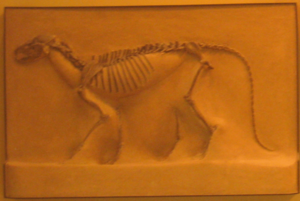 Brachyrhynchocyon cropped