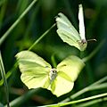 Brimstone Butterflies Twisting Wings in Courtship Flight