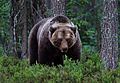 Brown bear (Ursus arctos), Viiksimo, Kainuu region, Finland (29058988558)