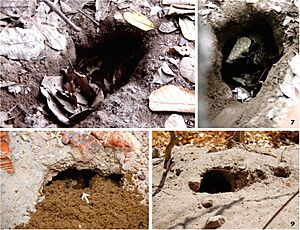 Burrows of Tolypeutes tricinctus