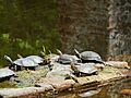 Butrint Turtles