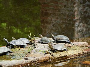 Butrint Turtles
