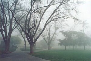 CSUF foggy
