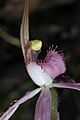 Caladenia rosella