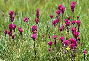 Castilleja lemmonii meadow paintbrush group