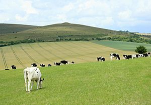 Cattle on the side of Woodborough Hill - geograph.org.uk - 1411953