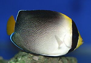 Chaetodontoplus mesoleucus (Bloch, 1787).jpg