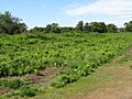 Chailey Common - geograph.org.uk - 1391050