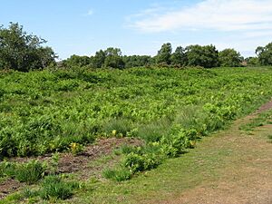 Chailey Common - geograph.org.uk - 1391050
