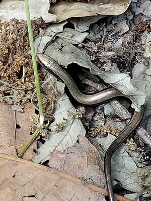 Chalcides mertensi.jpg