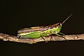 Chinese rice grasshopper (Oxya chinensis)