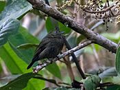 Chloropipo unicolor Jet Manakin (male); Chontabamba, Oxapampa, Peru (cropped).jpg