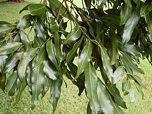 Cinnamomum oliveri - leaves Foxground.JPG