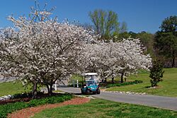 City Hall Dogwoods and Golf Cart