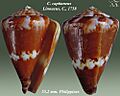 Conus capitaneus 2