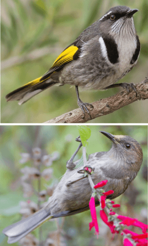 Crescent Honeyeater male and female.png