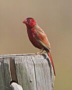 Crimson Finch (Neochmia phaeton) - Flickr - Lip Kee (2)