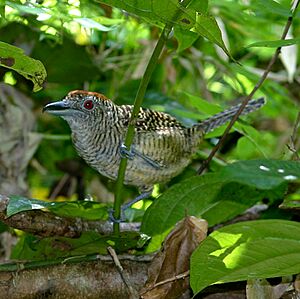 Cymbilaimus lineatus (female) -Panama-6-4c.jpg