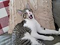 Cyprus Cat Yawning
