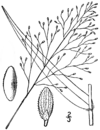 Dichanthelium boreale (as Panicum boreale) BB-1913