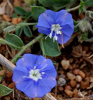Dwarf Morning-glory (Evolvulus alsinoides) in Hyderabad W2 IMG 7976