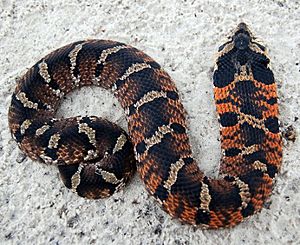 Eastern Hognose Snake.jpg