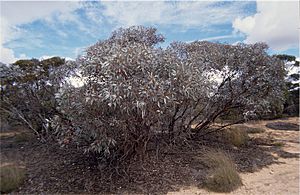 Eucalyptus cyanophylla habit