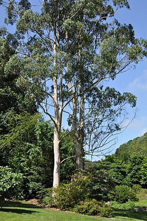 Eucalyptus dalrympleana.jpg