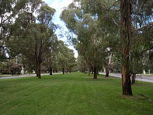 Eucalyptus elata habit.jpg