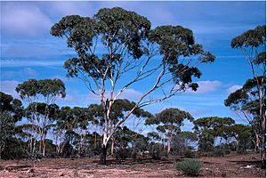 Eucalyptus lesouefii.jpg