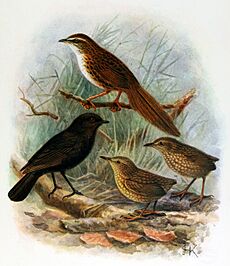 Extinct birds - an attempt to unite in one volume a short account of those birds which have become extinct in historical times - that is, within the last six or seven hundred years - to which are (14752202102)