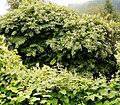 Fallopia japonica 10 ies