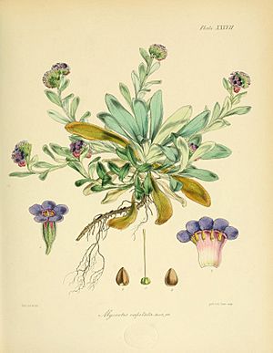 Flora Antarctica Myosotis capitata