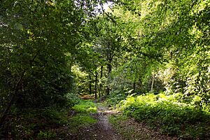 Footpath in Aston Wood - geograph.org.uk - 1464321