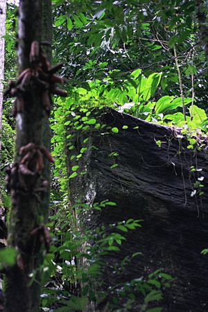 Forêts rocheuses de Tayap