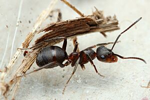 Formica pratensis var. nigricans worker