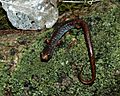 Four Toed Salamander (Hemidactylium scutatum), Vermilion County, Illinois, USA (26 February 2009)