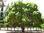Fraxinus angustifolia - Israel.JPG