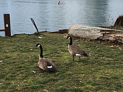 Geese, March 2017