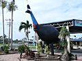 Giant Cassowary at Mission Beach