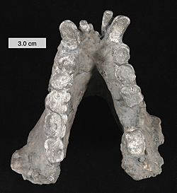 Gigantopithecus blacki mandible 010112.jpg