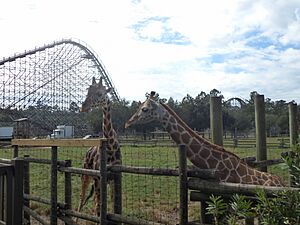 Giraffes at Wild Adventures