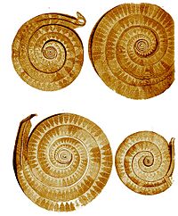 Golden coils Prehistoric Maramures (Dacia)