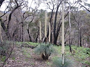 Grass tree (xanthorrhoea australis)