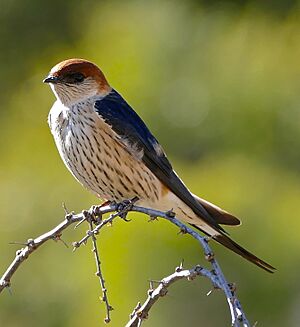 Greater Striped Swallow (Cecropis cucullata) (31008773580).jpg