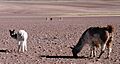 Guanacos-001