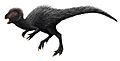 Heterodontosaurus restoration
