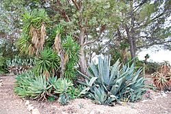 Hilltop desert garden conejo botanic garden